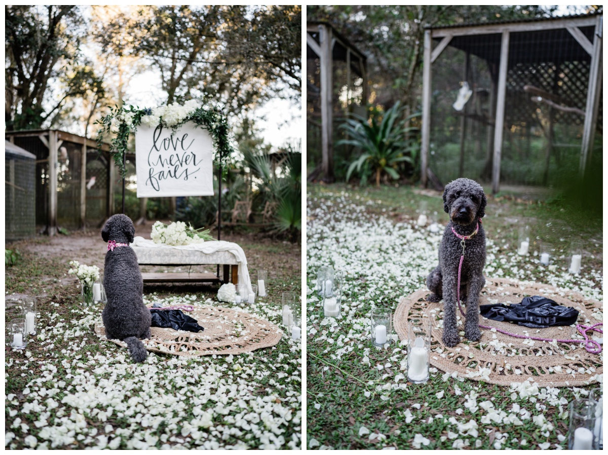 Naples proposal with "Love Never Fails" sign, white roses, and bride's dog