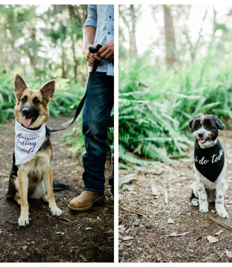 Fort Myers Engagement Photographer